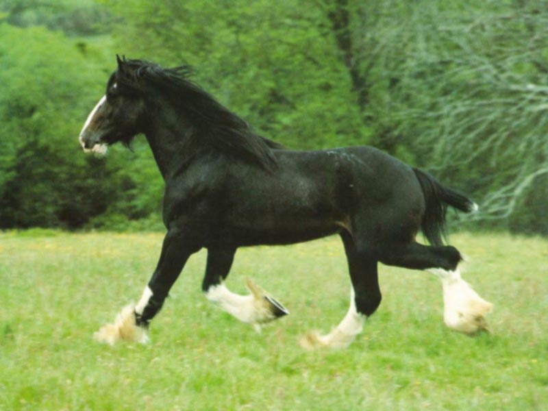 Vraník