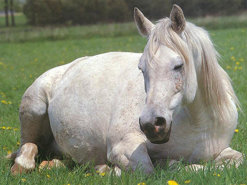 Bělouš