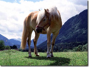 Haflinger